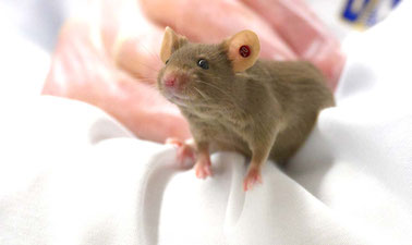 Behavioral Neuroscience: Foundations of Compulsive Behaviors