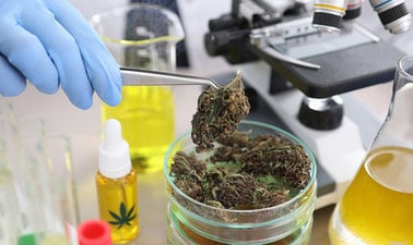 Cannabis Processing