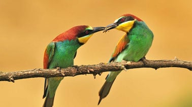 Introduction to Animal Behaviour
