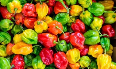 Urban Food Systems