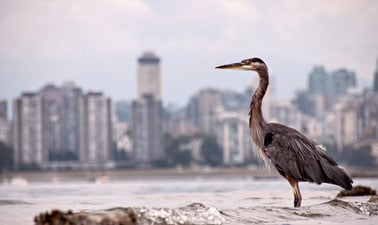 Animal Behaviour in Conservation