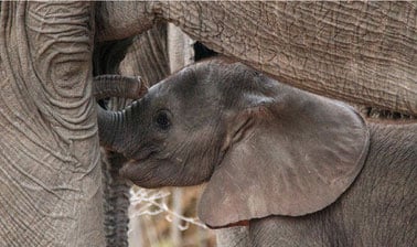 Sex from molecules to elephants