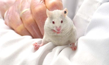 Behavioral Neuroscience: Analyzing Anxiety and Depression