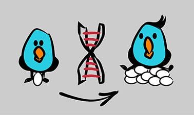 Genetic Models for Animal Breeding