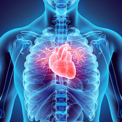The Heart, Blood, and Lungs