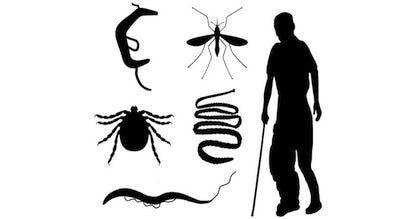Tropical Parasitology: Protozoans, Worms, Vectors and Human Diseases