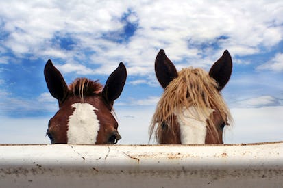 The Horse Course: Introduction to Basic Care and Management