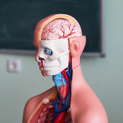 Human Anatomy & Physiology I