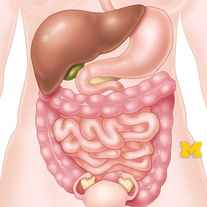 Anatomy: Gastrointestinal, Reproductive and Endocrine Systems