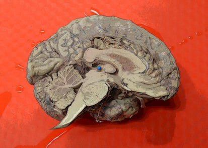 Understanding the Brain: The Neurobiology of Everyday Life