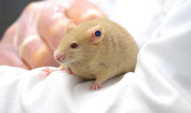 Behavioral Neuroscience: Contrasting Tests for Anxiety and Depression