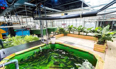 Aquaponics - the circular food production system