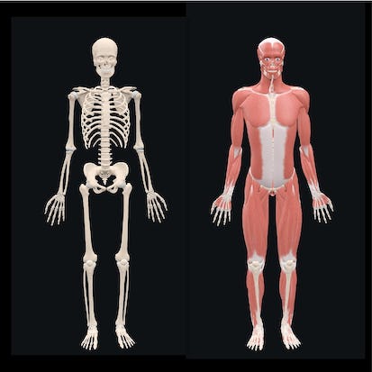 Fundamental Sports related Musculoskeletal Anatomy