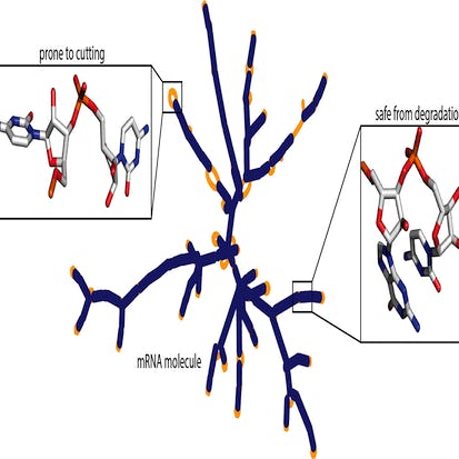COVID-19 mRNA Vaccine Degradation Prediction