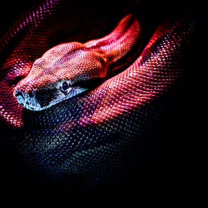 Write your own Python tool to footprint a web application