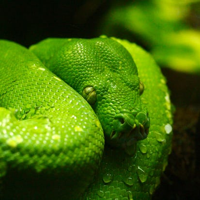 Python for Everybody