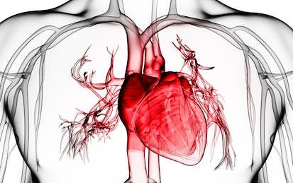 Vital Signs: Understanding What the Body Is Telling Us