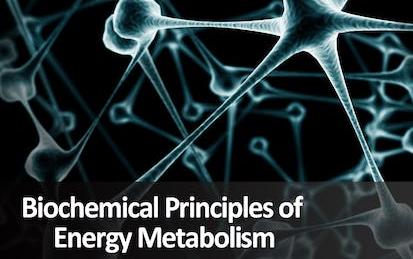 Biochemical Principles of Energy Metabolism