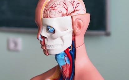 Human Anatomy & Physiology I