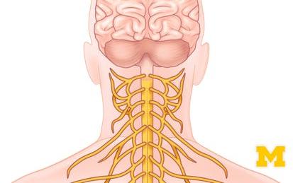 Anatomy: Human Neuroanatomy