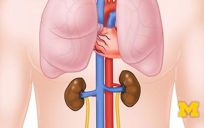 Anatomy: Cardiovascular, Respiratory and Urinary Systems
