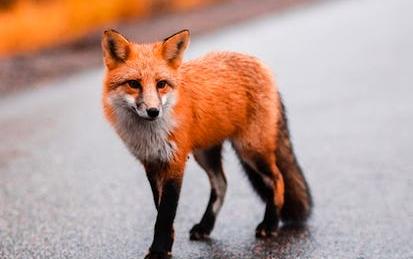 Animals and Society