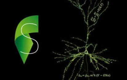 Simulation Neuroscience