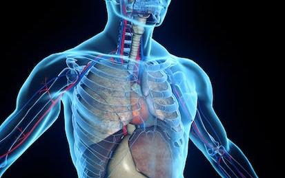 Human Anatomy and Medical Terminology Fundamentals