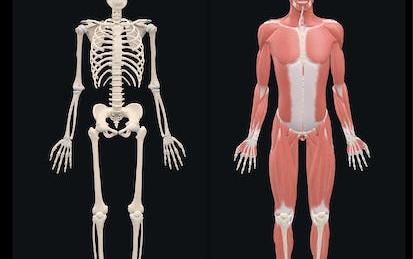Fundamental Sports related Musculoskeletal Anatomy