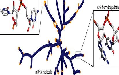 COVID-19 mRNA Vaccine Degradation Prediction